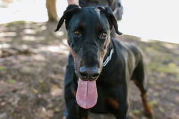 8 Best Eye Supplements for Dobermans