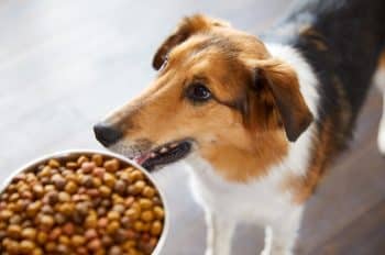 Protected: Fresh Packaging, The Same Nutrish Dogs Already Love