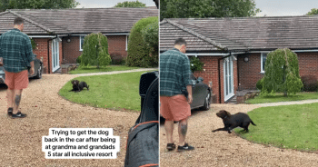 Labrador Refuses to Leave Grandparents’ 5-Star House After Being Spoiled