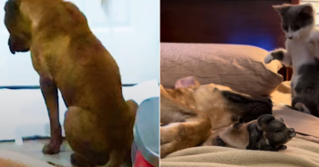 Dog Shattered by Fear Finds Strength Through Unexpected Kitten Bond