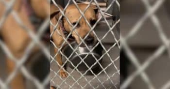 Shelter Dog’s Soul-Crushing Wait: 1,800 Days and His Bowl Is All He Has Left