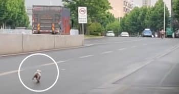 Cruel Owner Dumps Dog, She Runs for Miles Begging Them Not to Leave Her