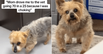 Senior Dog Survives Choking Scare, Then Stuns Owner with Demand for Food