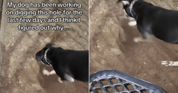 Dog Digs Massive Hole for Days, Then Stuns Owner with Surprising Reason