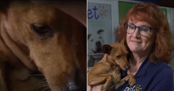 Dog Was Dumped Like Trash with His Little Legs Tied, Then Someone Finally Appeared