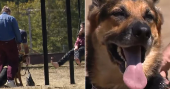 Service Dog Saves Nonverbal Girl with Autism from Danger Near Water