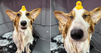 Corgi’s Grooming Photos Go Viral After Owner Requests Updates