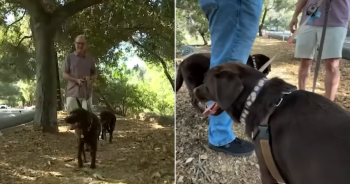 Trail Turns into Crime Scene After Off-Leash Dog Argument