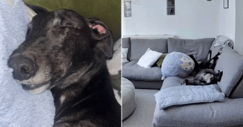 Owner Panics Leaving Greyhound Home, Pet Cam Footage Has Everyone Laughing