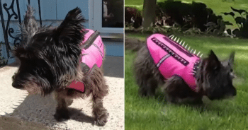 Dog Viciously Attacked by Coyotes Now Sporting New Protective Vest