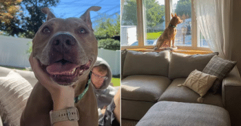 Shelter Dog Returned After 30-Minutes Finds Hope with Experienced Adopters
