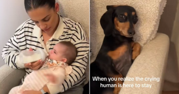 Dog’s Funny Reaction and Priceless Side-Eye at Crying Baby Goes Viral