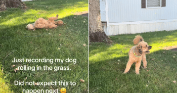 Owner Films Calm Pup, Then Chaos Erupts as Dog Breaks Loose