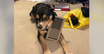 Internet Reacts Wildly After Dog Found Hanging by Collar in Home Vent