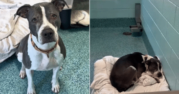3 Long Years Behind Shelter Walls, Dog Dreams of Someone to Love Her