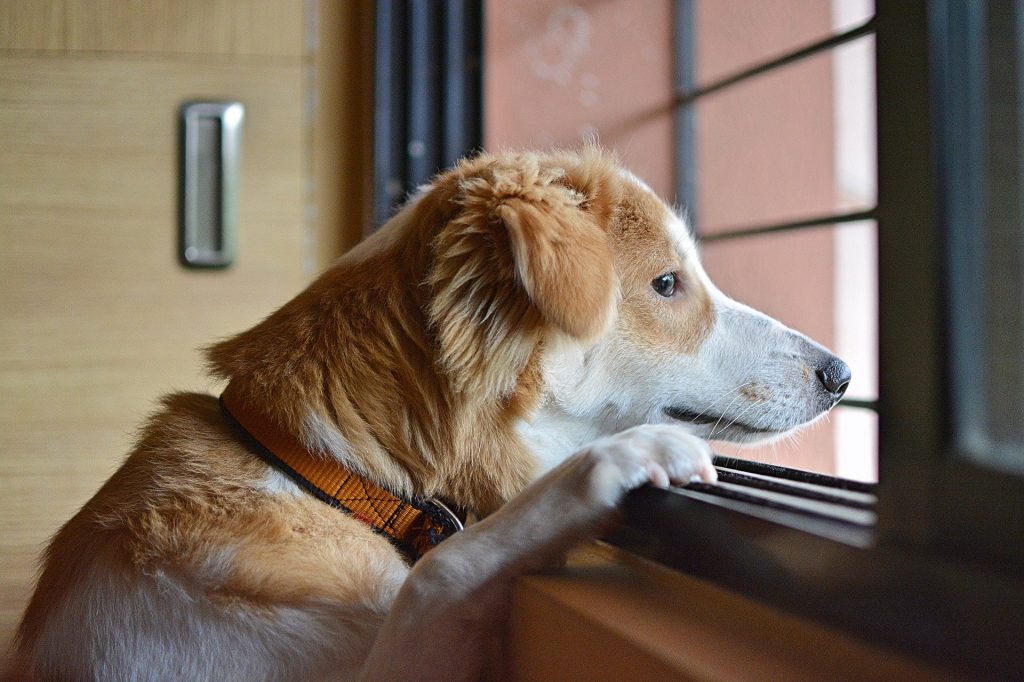 13 Solutions That Help Ease Separation Anxiety in Dogs