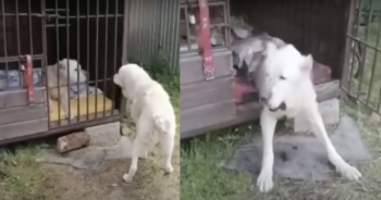 Severely Malnourished Dog Couldn’t Move Until He Witnessed His Injured Friend Walk