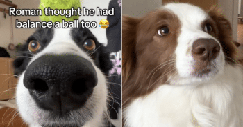 Border Collie Pretends to Balance Invisible Ball, Internet Can’t Believe His Focus