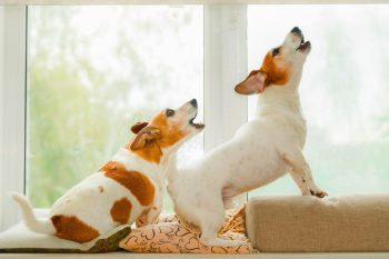 Dogs barking too much? Here’s what you can do today to stop the noise