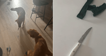 Dog Walker Shocked As Golden Retriever Greets With Knife In Mouth