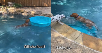 Dogs Try to Turn Small Pool into Boat During Backyard Play