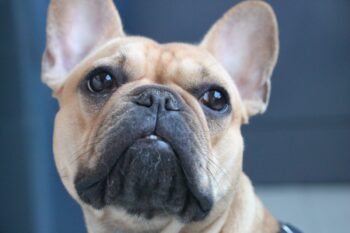 8 Best Eye Supplements for French Bulldogs