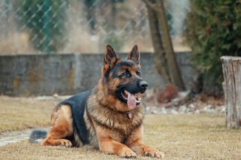 4 Best Dog Weight Loss Supplements for German Shepherds