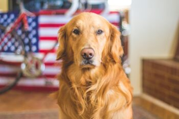 4 Best Dog Weight Loss Supplements for Golden Retrievers