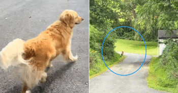 Golden Retriever Spots His Best Friend Home for College and Breaks Speed Records