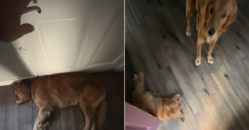 Golden Retriever Blocks Door to Keep Owner from Leaving for Work