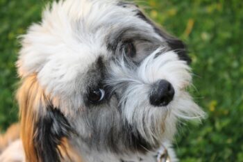 8 Best Eye Supplements for Havanese