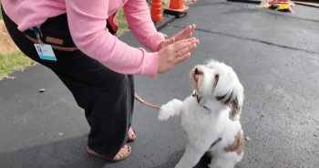 Therapy Dogs Needed to Deliver Love, Companionship, and Calm to Hospice Care