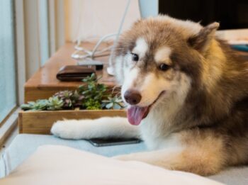 8 Best Eye Supplements for Huskies