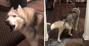 Mom Stops Work And Follows ‘Upset’ Husky Around The House Asking Him What’s Wrong