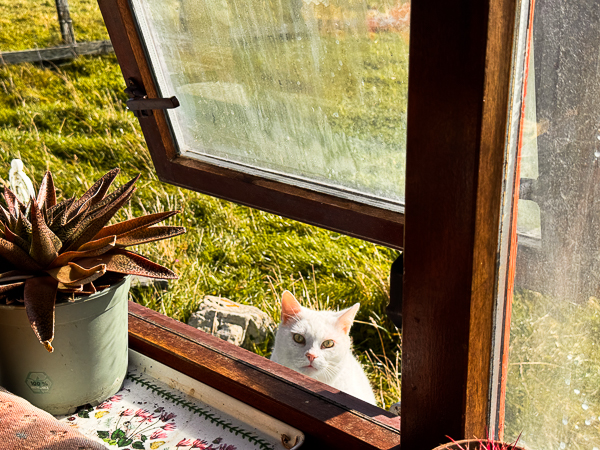 Annoying Visitor