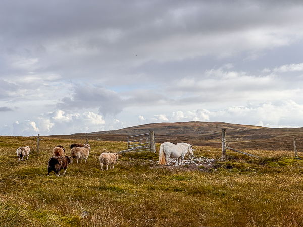 Sheep and Shetland ponies