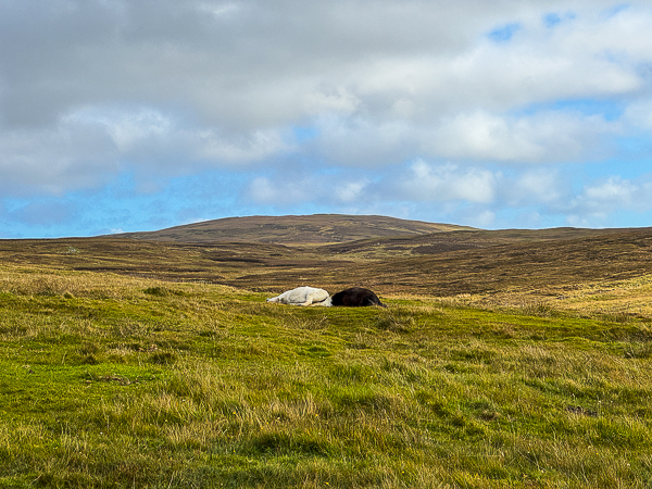 The Shock of My Life