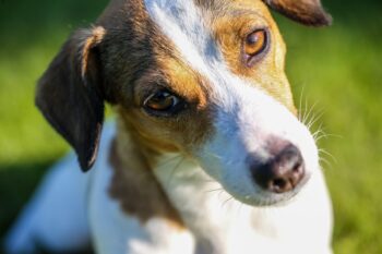 8 Best Eye Supplements for Jack Russells