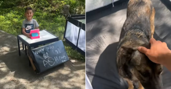 Kid’s Brilliant $1 Petting Zoo Featuring Family Dog Steals Hearts Online