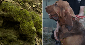 Missing Teen Was Lost For 3-Days Until a Special Dog Made a Miracle Happen