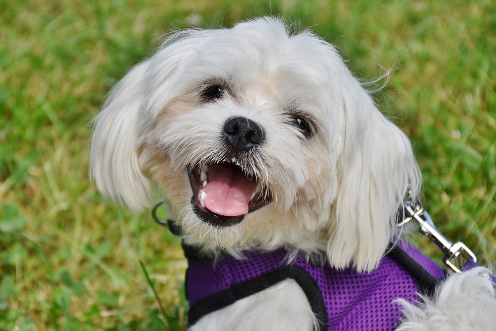 8 Sure-Fire Ways to Calm Your Maltese’s Anxiety