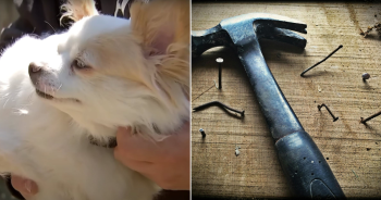 Monster Viciously Attacks Family Dogs and Goats with Hammer