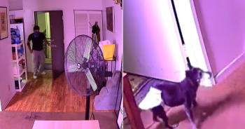 Monster Beats Senior Dog to Death After Ex-Roommate Allegedly Breaks into Apartment