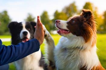 Obedient, intelligent, lovable… the 10 dog breeds that are easiest to train