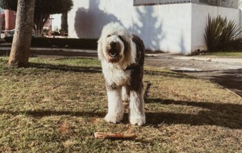 9 Best Smart Dog Feeders for Old English Sheepdogs in 2025