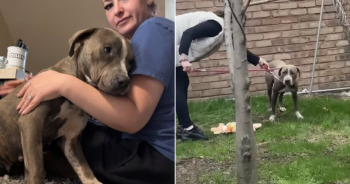 Rescue Dog Scarlet Finds Love and Safety After Life of Neglect