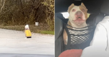 Rescue Dog Devotes Herself To Caring For Senior Companion With Dementia