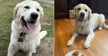 Police Dog Rewarded with McDonald’s Happy Meal After Locating Missing Dementia Patient