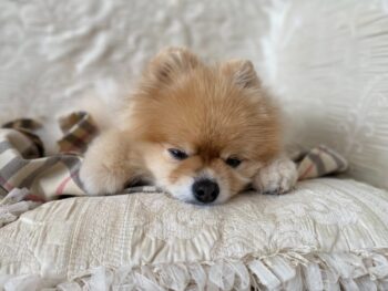 4 Best Dog Weight Loss Supplements for Pomeranians