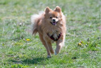 The Best 7 Pomeranian Activity Trackers For 2025